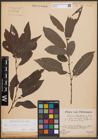 Foto von Salix cinerea L. x Salix viminalis L.